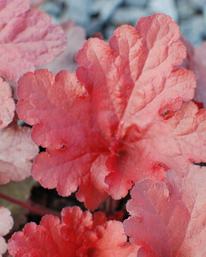 Heuchera x Forever® Red (Coral Bells)