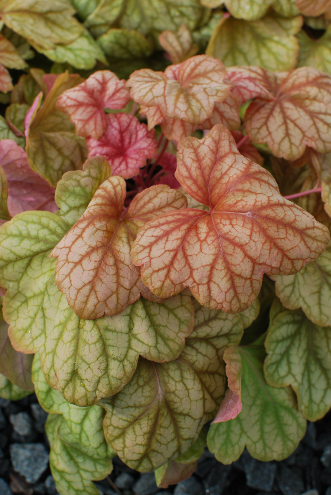 Heuchera x 'Champagne' (Coral Bells)