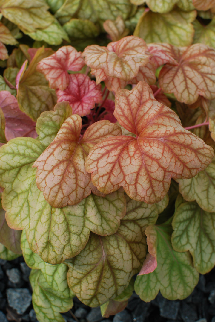 Heuchera x 'Champagne' (Coral Bells)