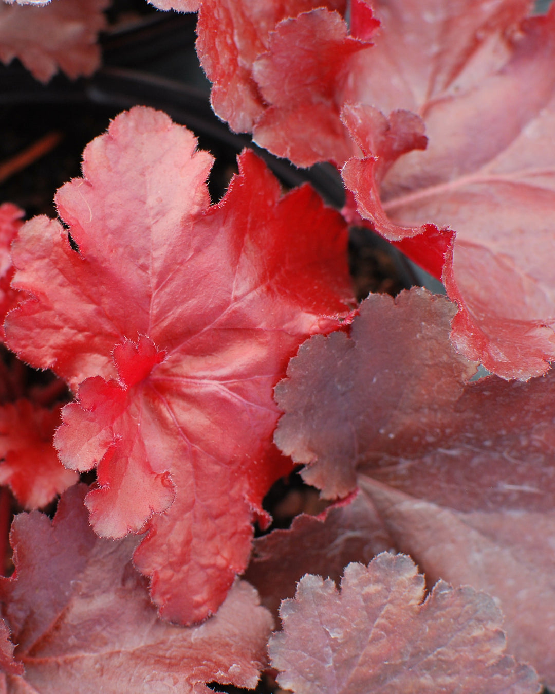 Heuchera x Forever® Red (Coral Bells)