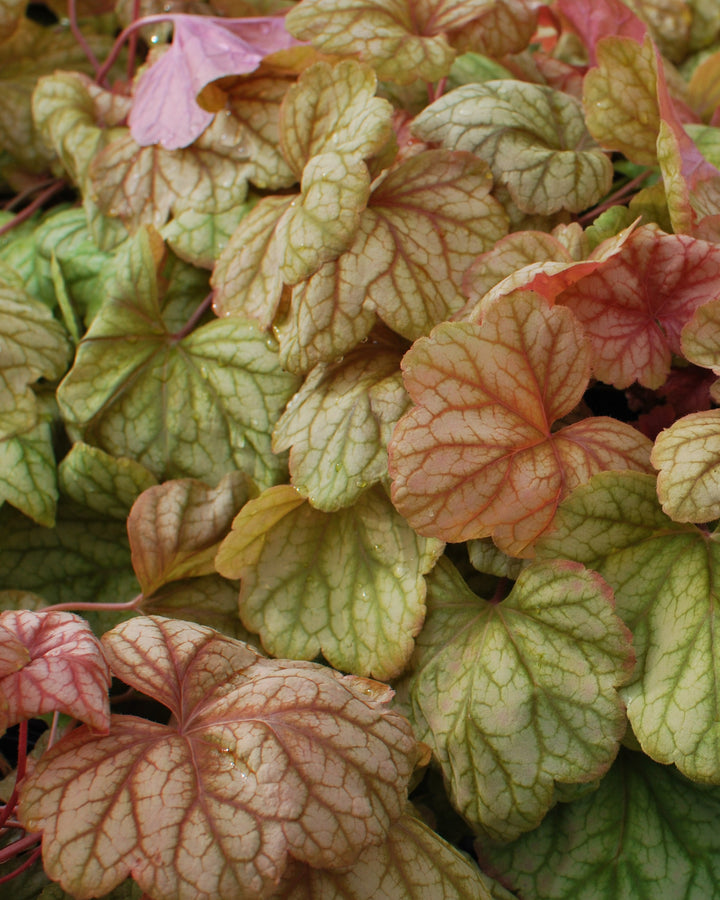 Heuchera x 'Champagne' (Coral Bells)