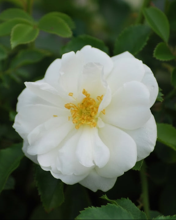 Rosa Flower Carpet® White (Groundcover Rose)