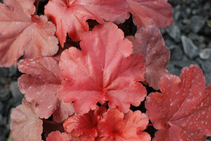 Heuchera x Forever® Red (Coral Bells)