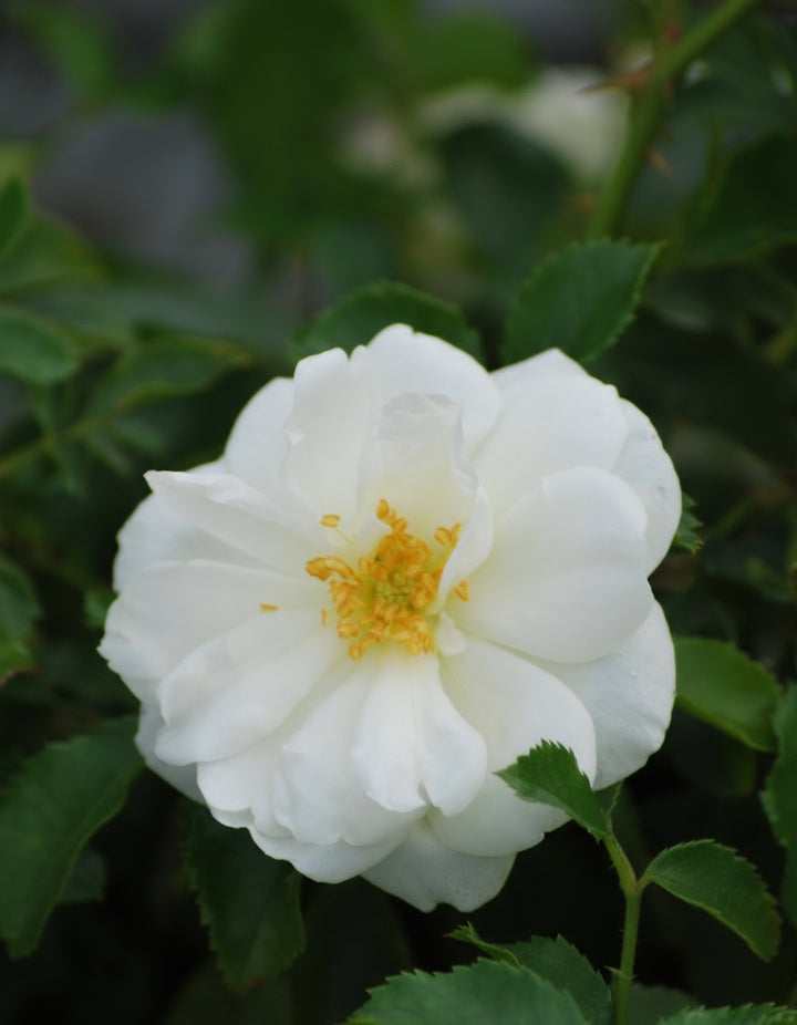 Rosa Flower Carpet® White (Groundcover Rose)