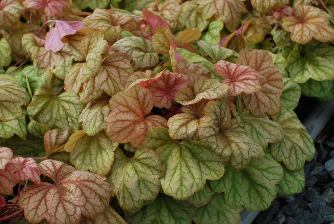 Heuchera x 'Champagne' (Coral Bells)