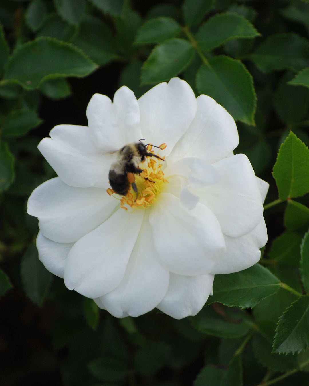 Rosa Flower Carpet® White (Groundcover Rose)