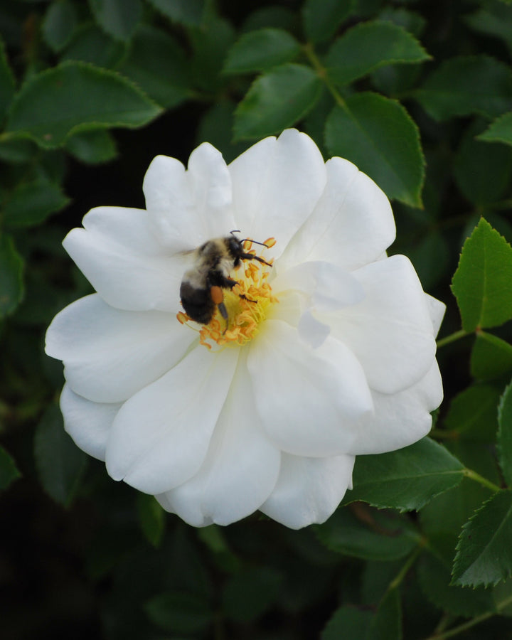 Rosa Flower Carpet® White (Groundcover Rose)
