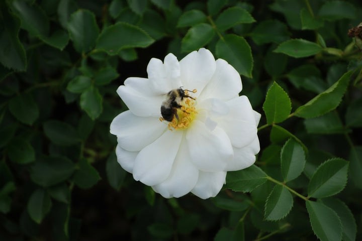 Rosa Flower Carpet® White (Groundcover Rose)
