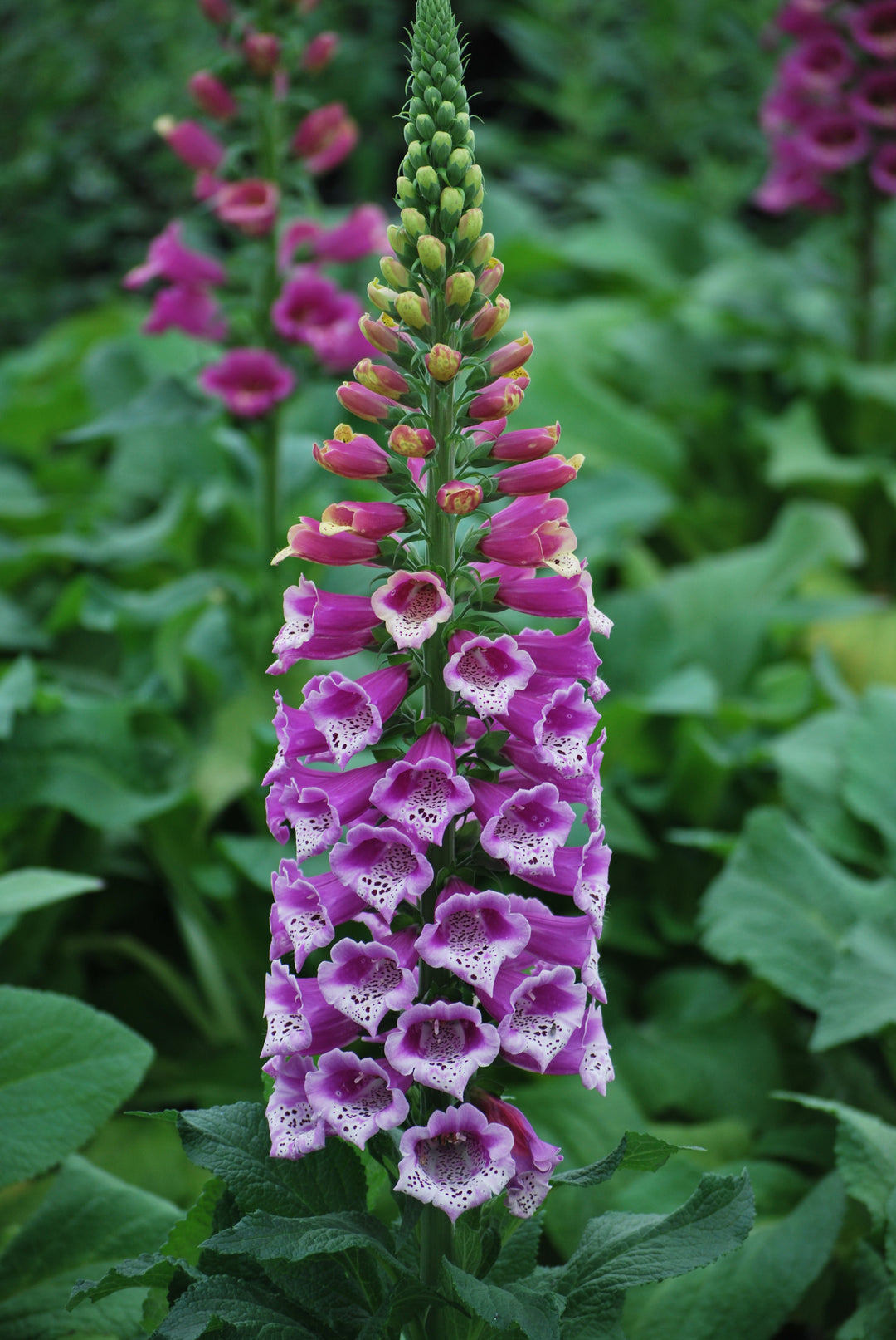 Digitalis purpurea 'Candy Mountain' (Foxglove)