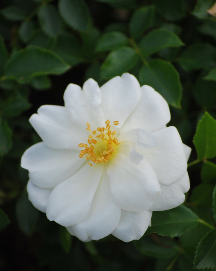 Rosa Flower Carpet® White (Groundcover Rose)