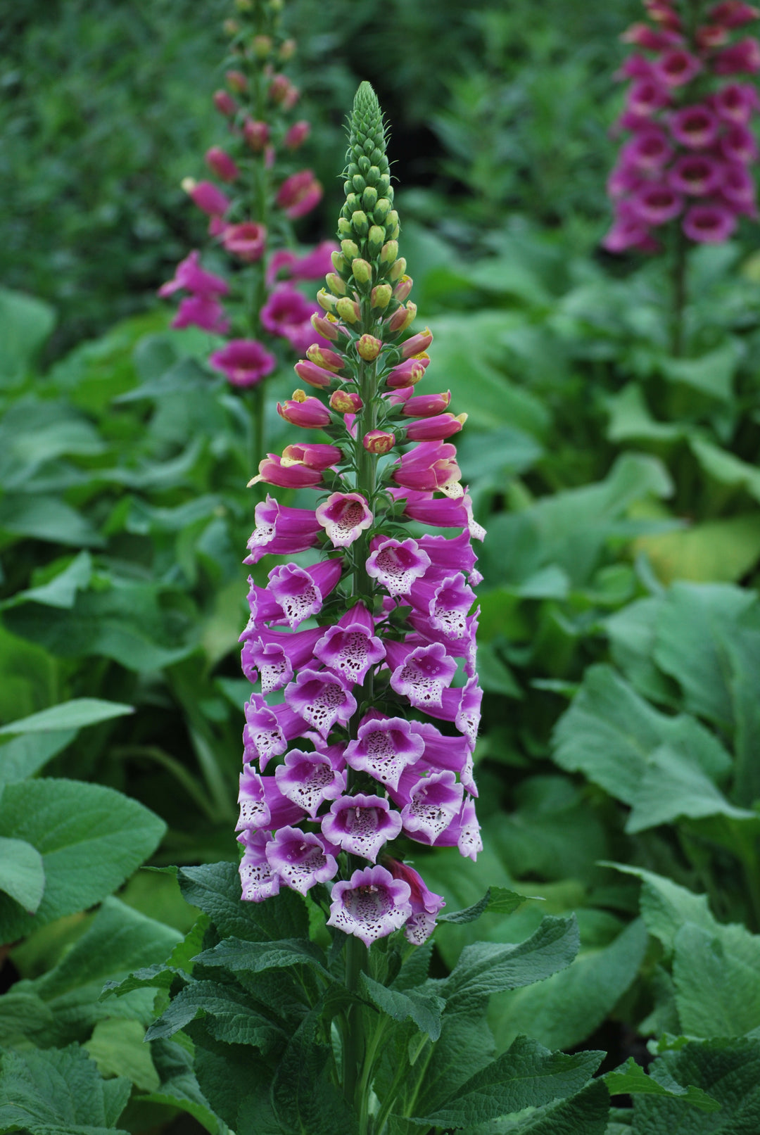 Digitalis purpurea 'Candy Mountain' (Foxglove)