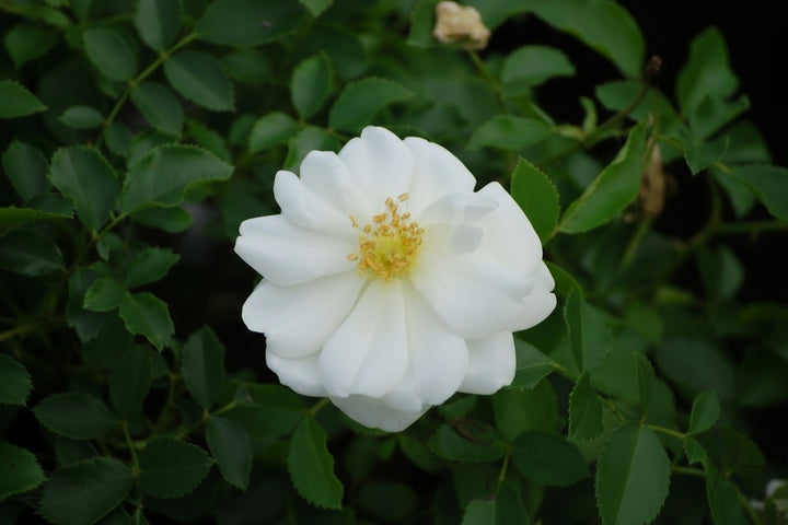Rosa Flower Carpet® White (Groundcover Rose)