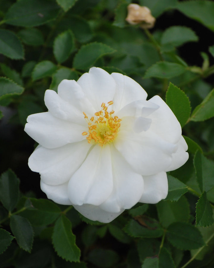 Rosa Flower Carpet® White (Groundcover Rose)