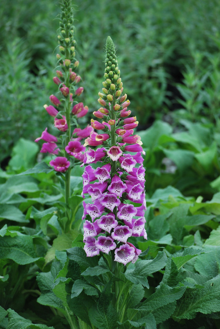 Digitalis purpurea 'Candy Mountain' (Foxglove)