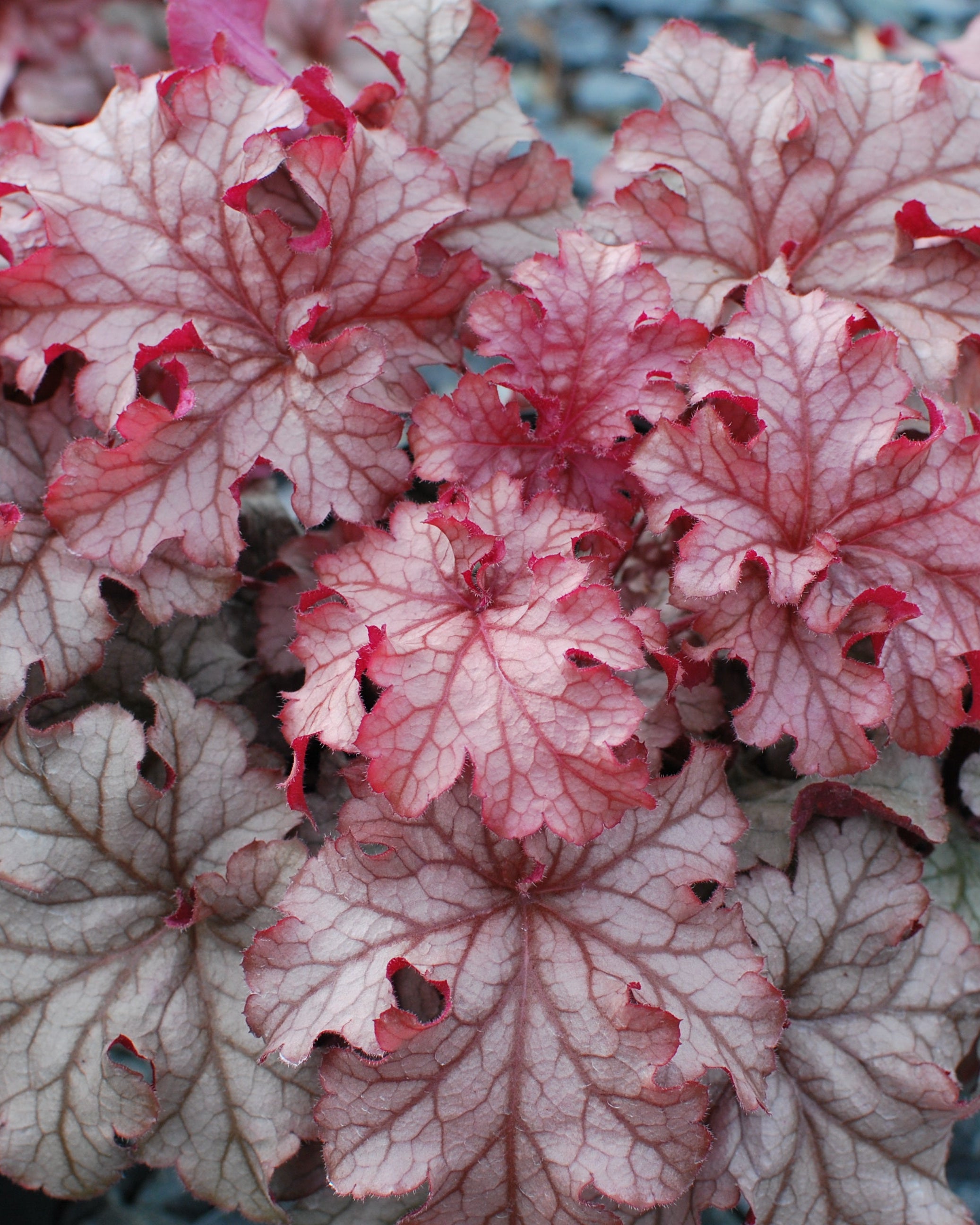 Heuchera x villosa 'Carnival Peach Parfait' (Coral Bells