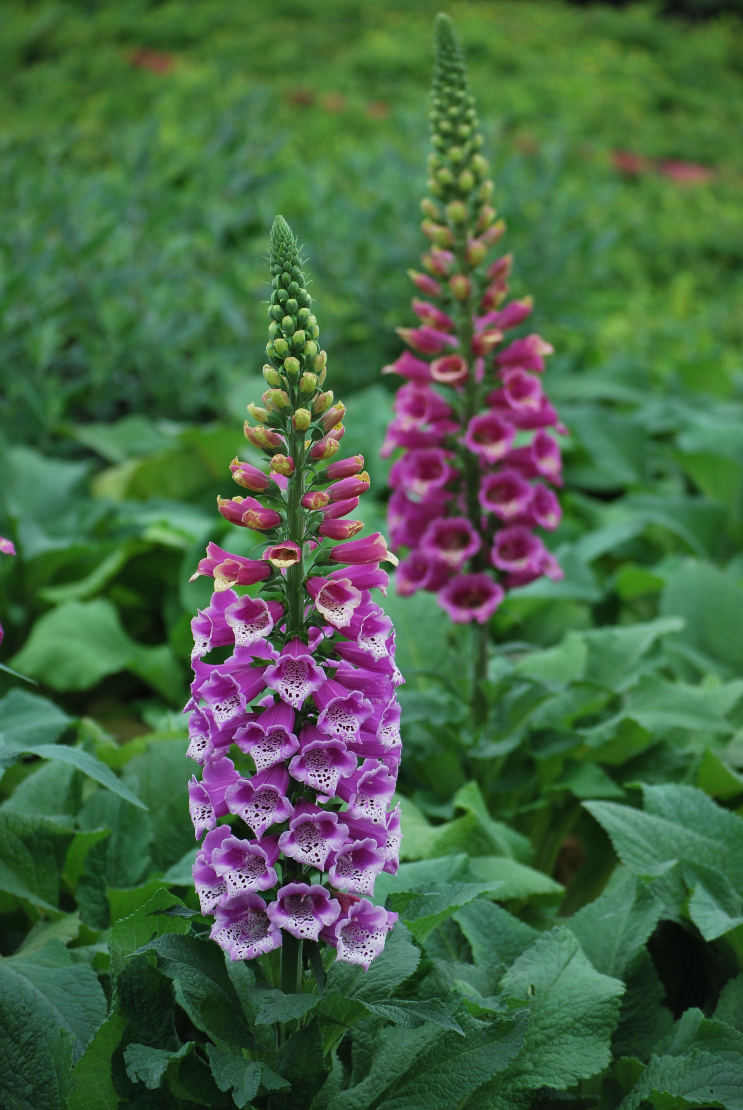 Digitalis purpurea 'Candy Mountain' (Foxglove) – Perennial Farm