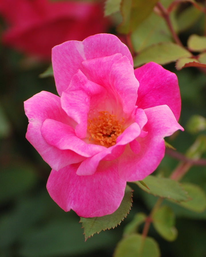 Rosa Pink Knock Out®