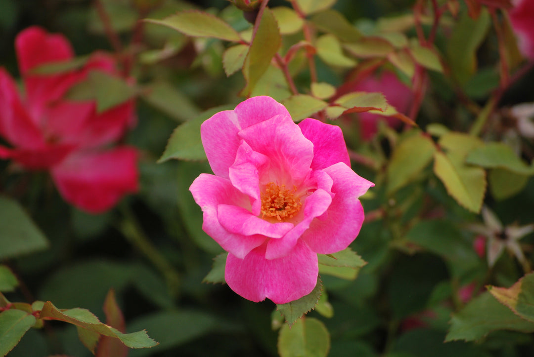 Rosa Pink Knock Out®