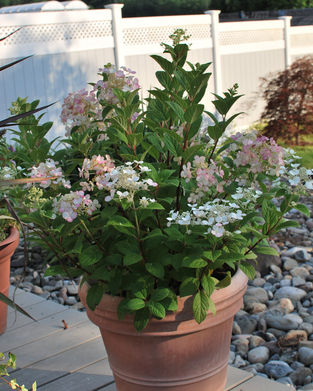 Hydrangea paniculata Little Quick Fire® (Panicle Hydrangea)