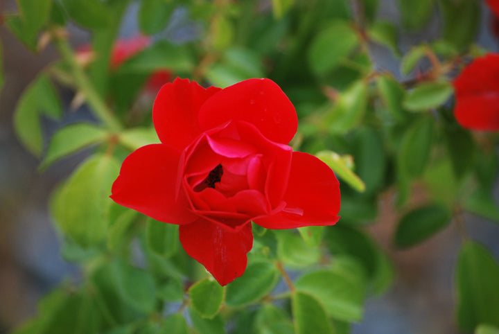Rosa Flower Carpet® Scarlet (Groundcover Rose)