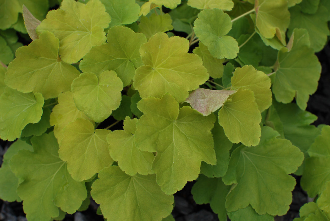 Heuchera x villosa 'Citronelle' (Coral Bells)