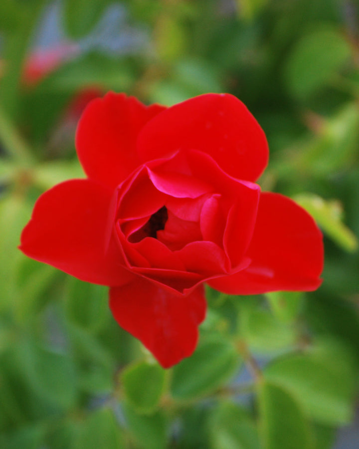 Rosa Flower Carpet® Scarlet (Groundcover Rose)