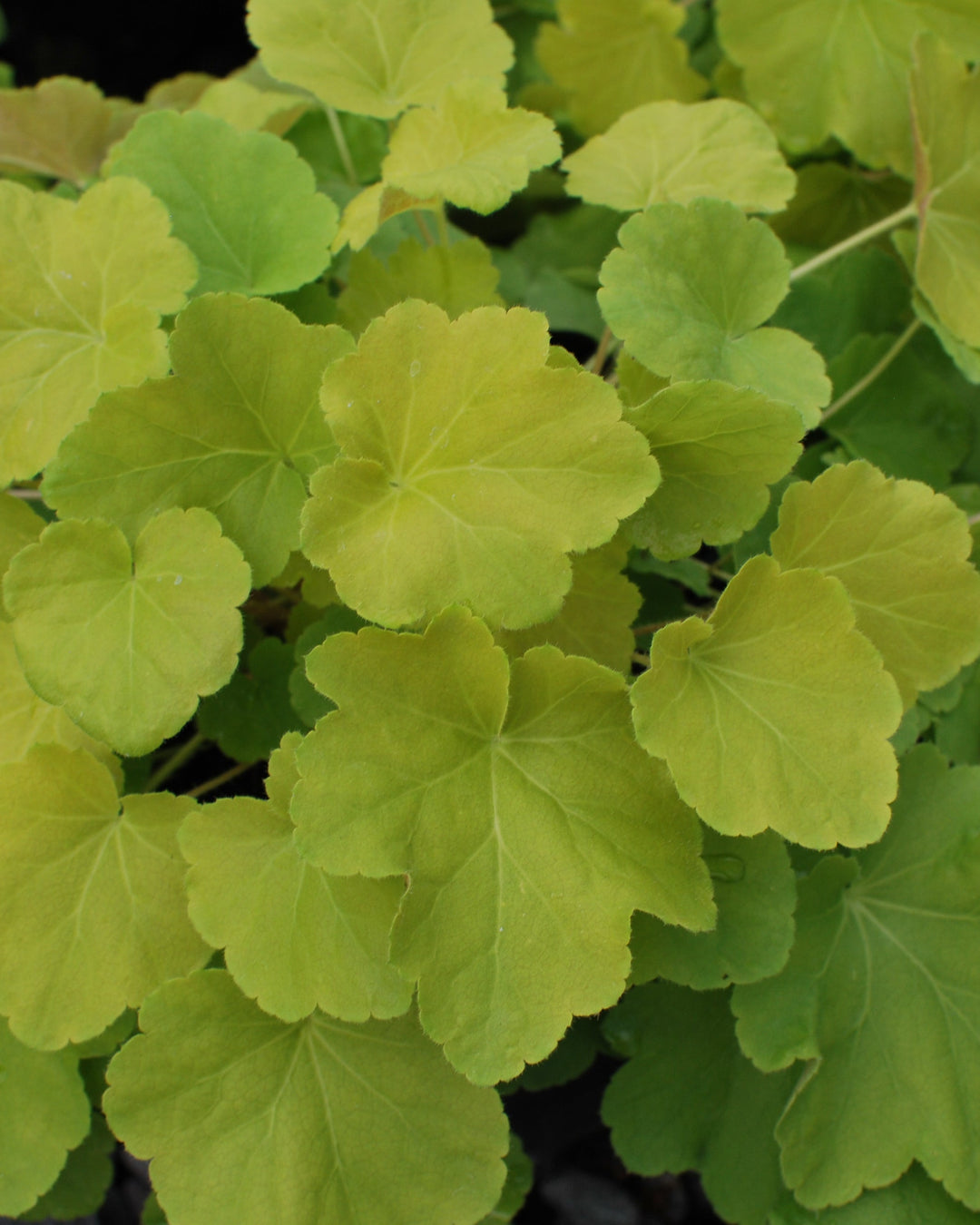 Heuchera x villosa 'Citronelle' (Coral Bells)