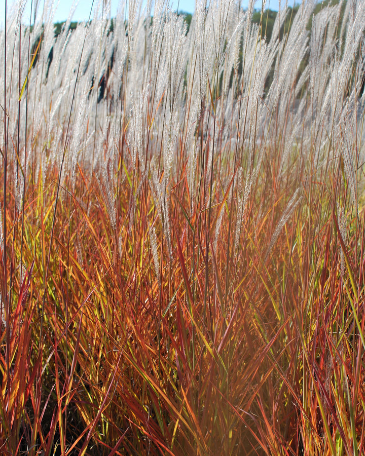 Miscanthus 'Purpurascens' (Red-Leaved Miscanthus)
