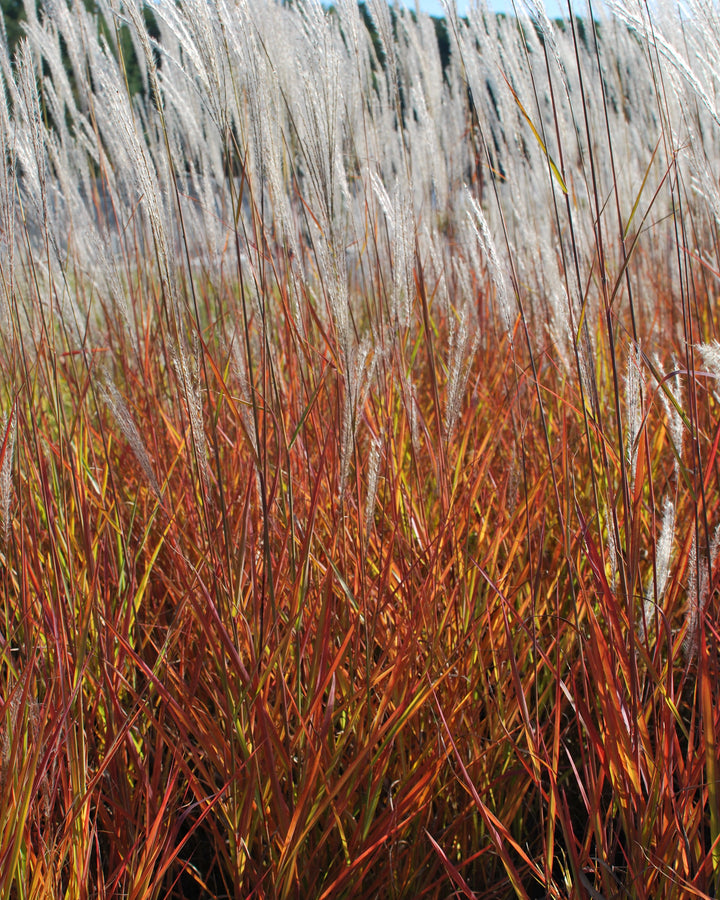 Miscanthus 'Purpurascens' (Red-Leaved Miscanthus)