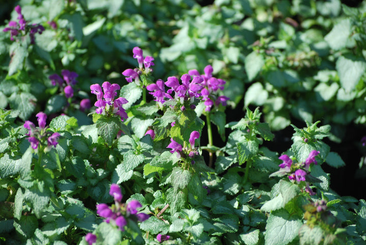 Lamium maculatum 'Beacon Silver' (Dead Nettle)