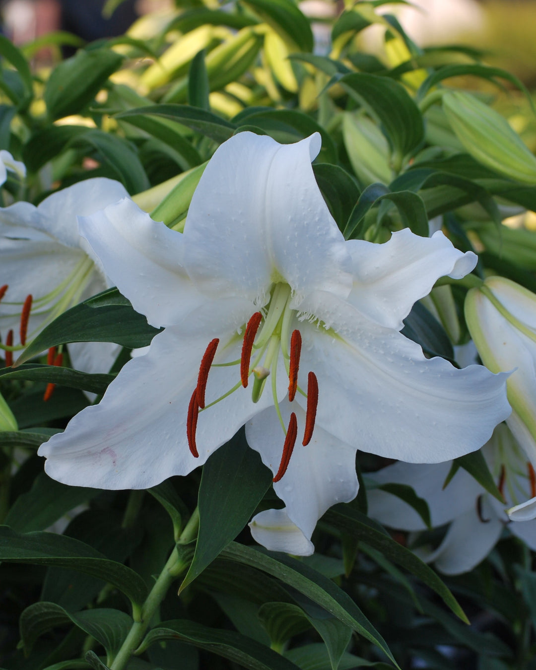 Lilium 'Casa Blanca' (Oriental Hardy Lily)