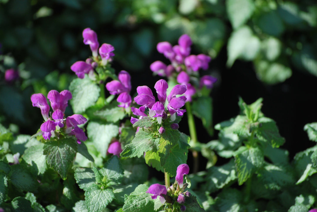 Lamium maculatum 'Beacon Silver' (Dead Nettle)