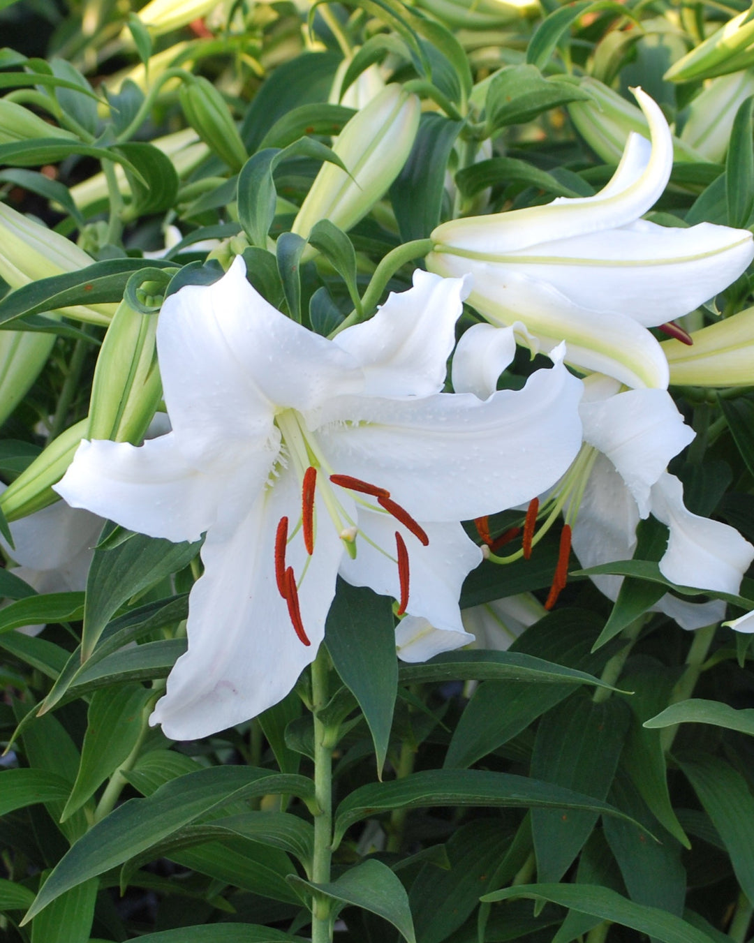 Lilium 'Casa Blanca' (Oriental Hardy Lily)