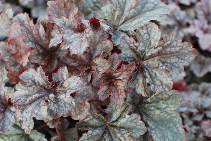 Heuchera x 'Plum Pudding' (Coral Bells)