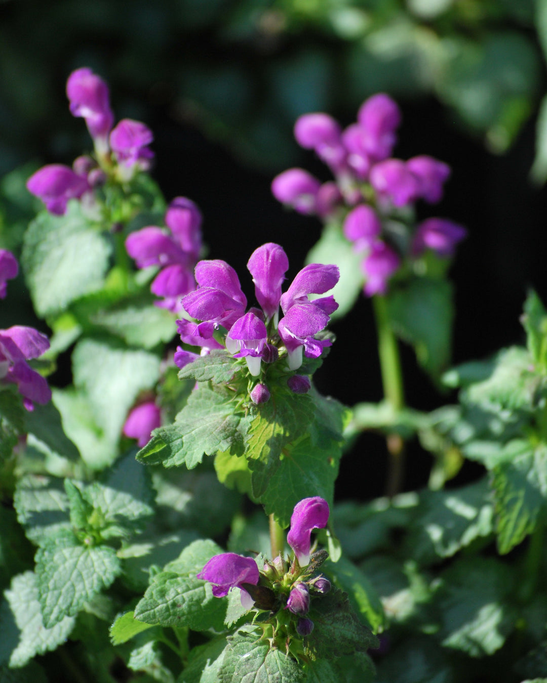 Lamium maculatum 'Beacon Silver' (Dead Nettle)