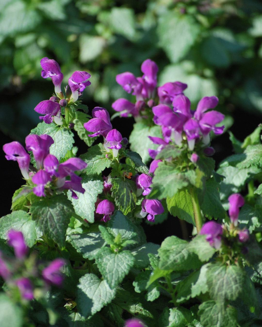 Lamium maculatum 'Beacon Silver' (Dead Nettle)