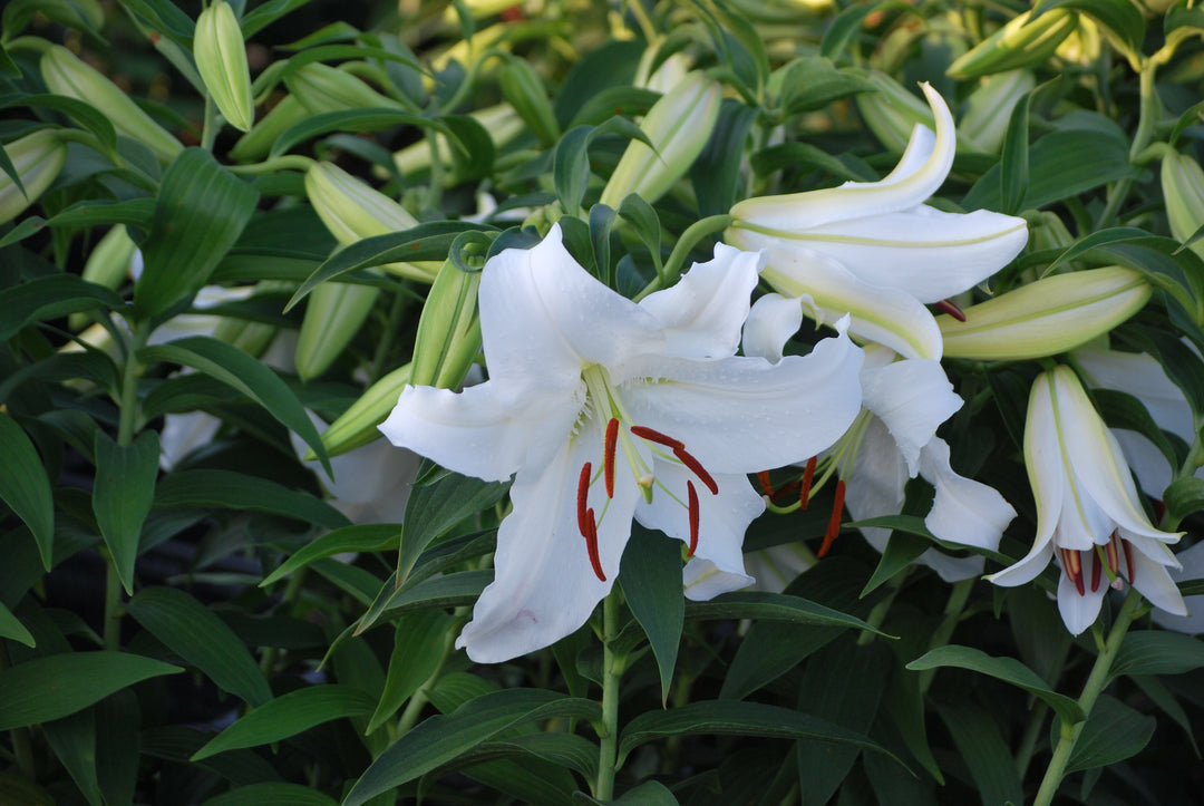 white lilies series Lilium 'Casa Blanca' (Oriental Hardy Lily) – Perennial Farm Marketplace