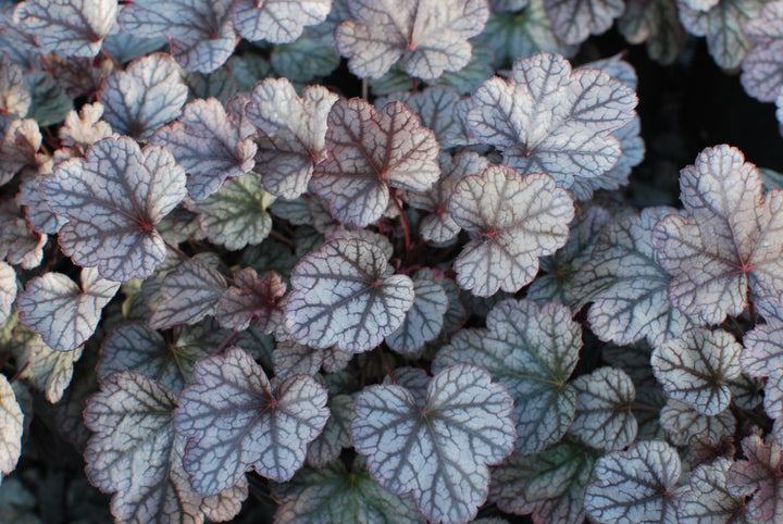 Heuchera x 'Silver Scrolls' (Coral Bells)