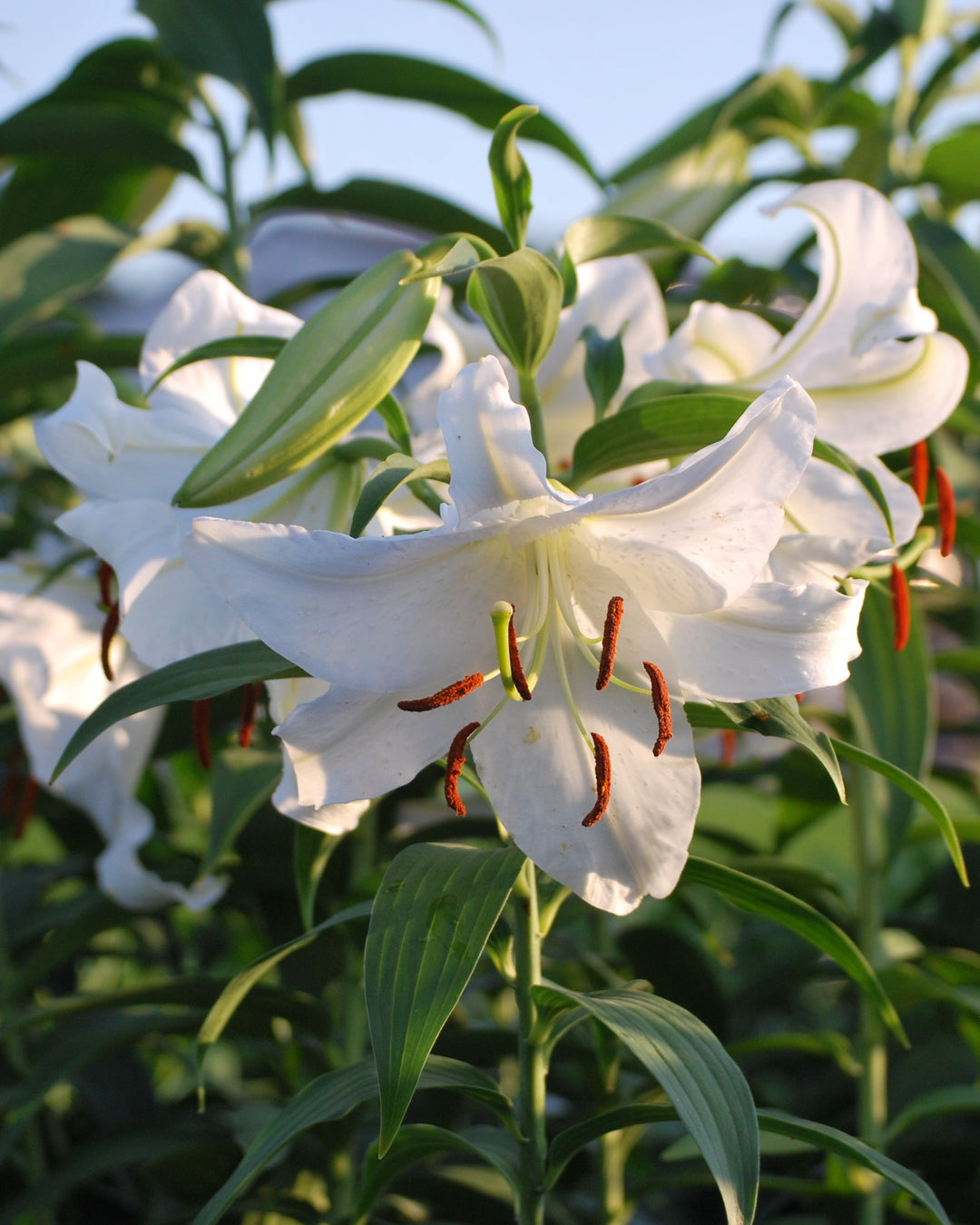 hard lily flower Lilium 'Casa Blanca' (Oriental Hardy Lily) – Perennial Farm Marketplace