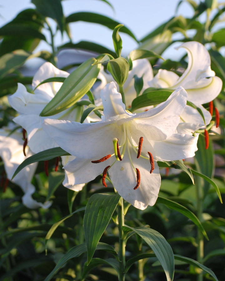 Lilium 'Casa Blanca' (Oriental Hardy Lily)