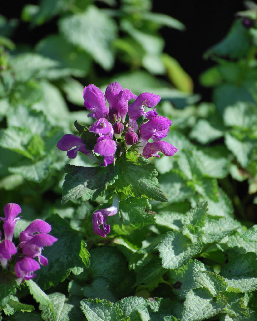 Lamium maculatum 'Beacon Silver' (Dead Nettle)