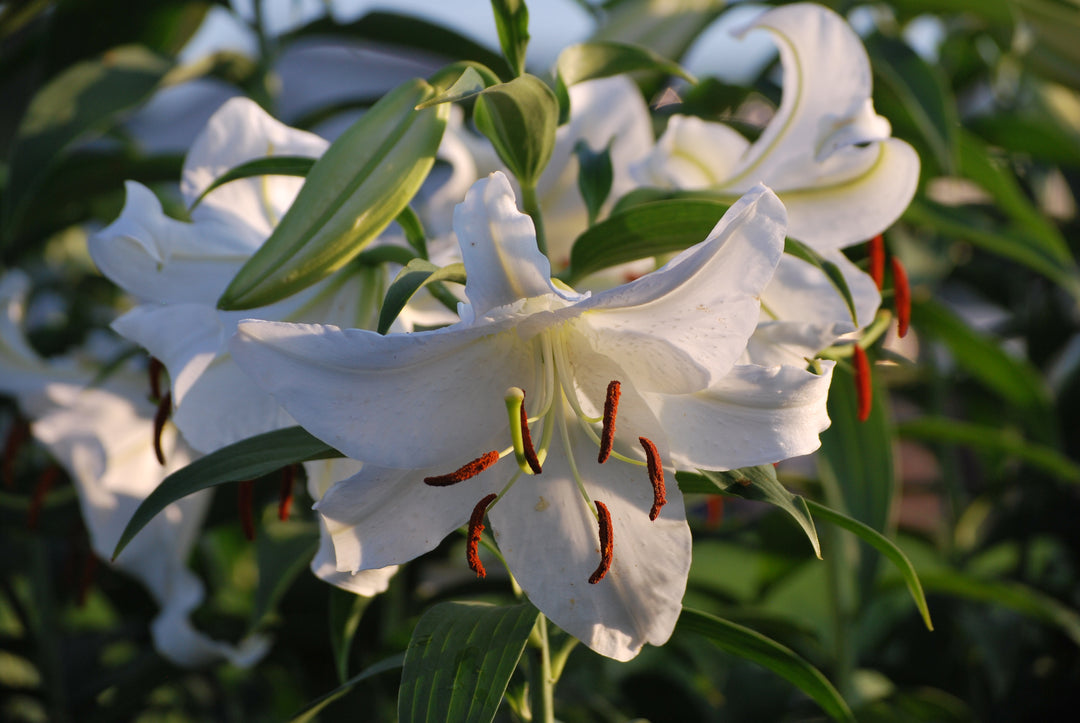 white lily rs Lilium 'Casa Blanca' (Oriental Hardy Lily) – Perennial Farm Marketplace