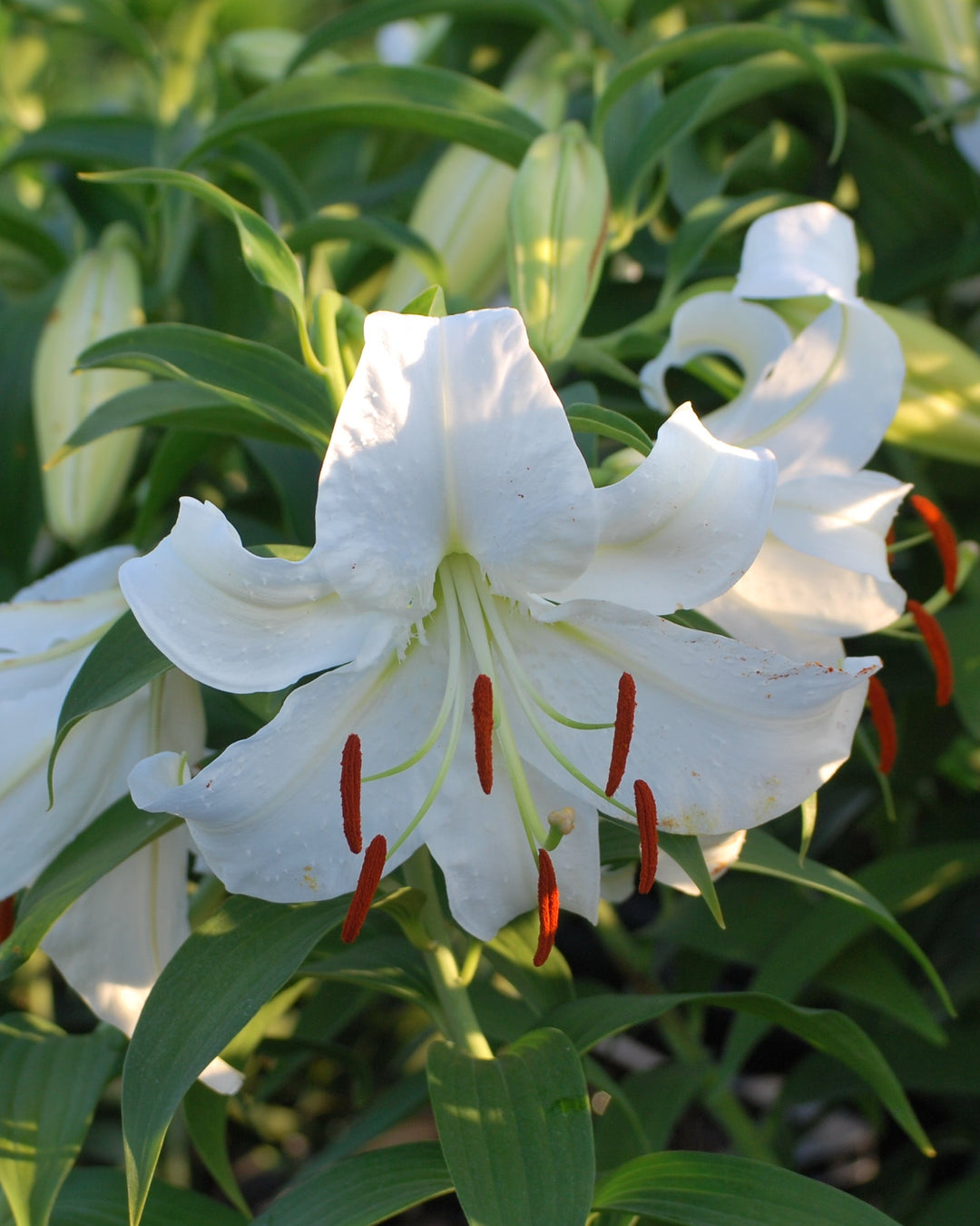 white lily season Lilium 'Casa Blanca' (Oriental Hardy Lily) – Perennial Farm Marketplace