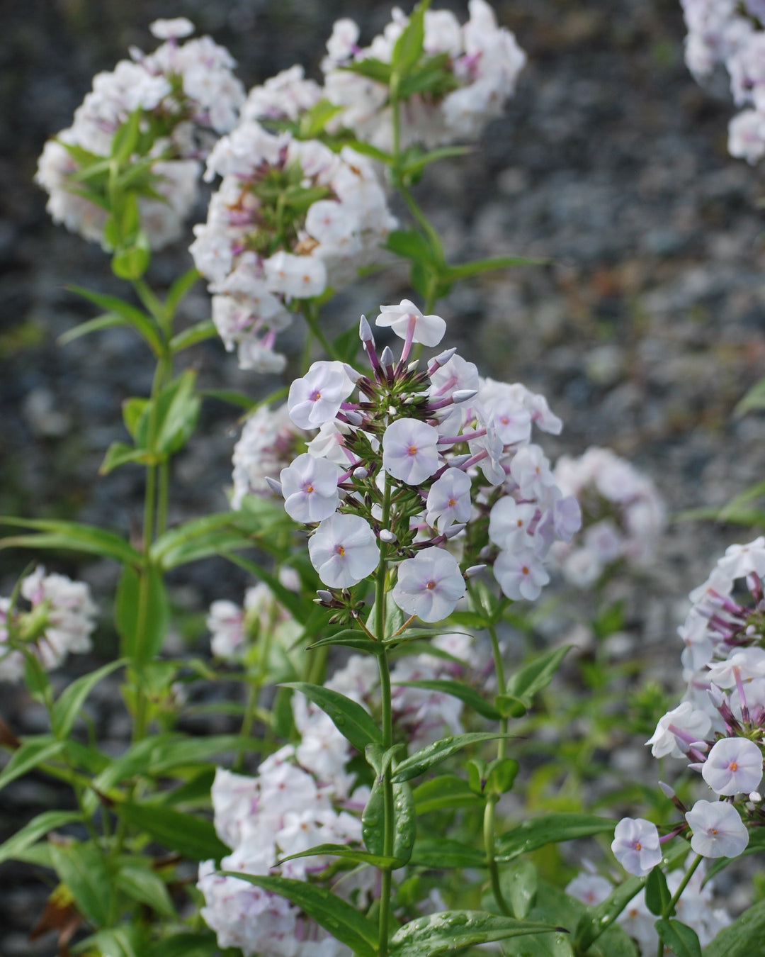 Phlox x Earlibeauty 'Daughter of Pearl' (Phlox)