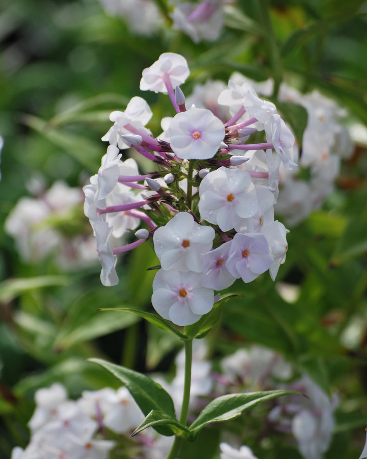 Phlox x Earlibeauty 'Daughter of Pearl' (Phlox)
