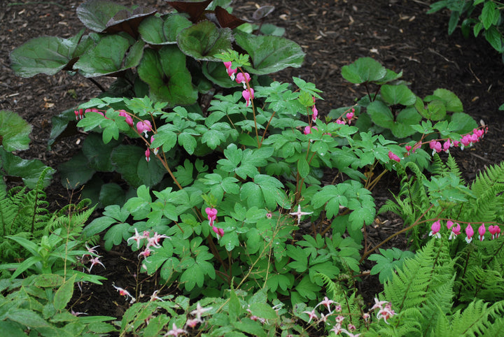 Dicentra spectabilis (Old Fashioned Bleeding Heart)