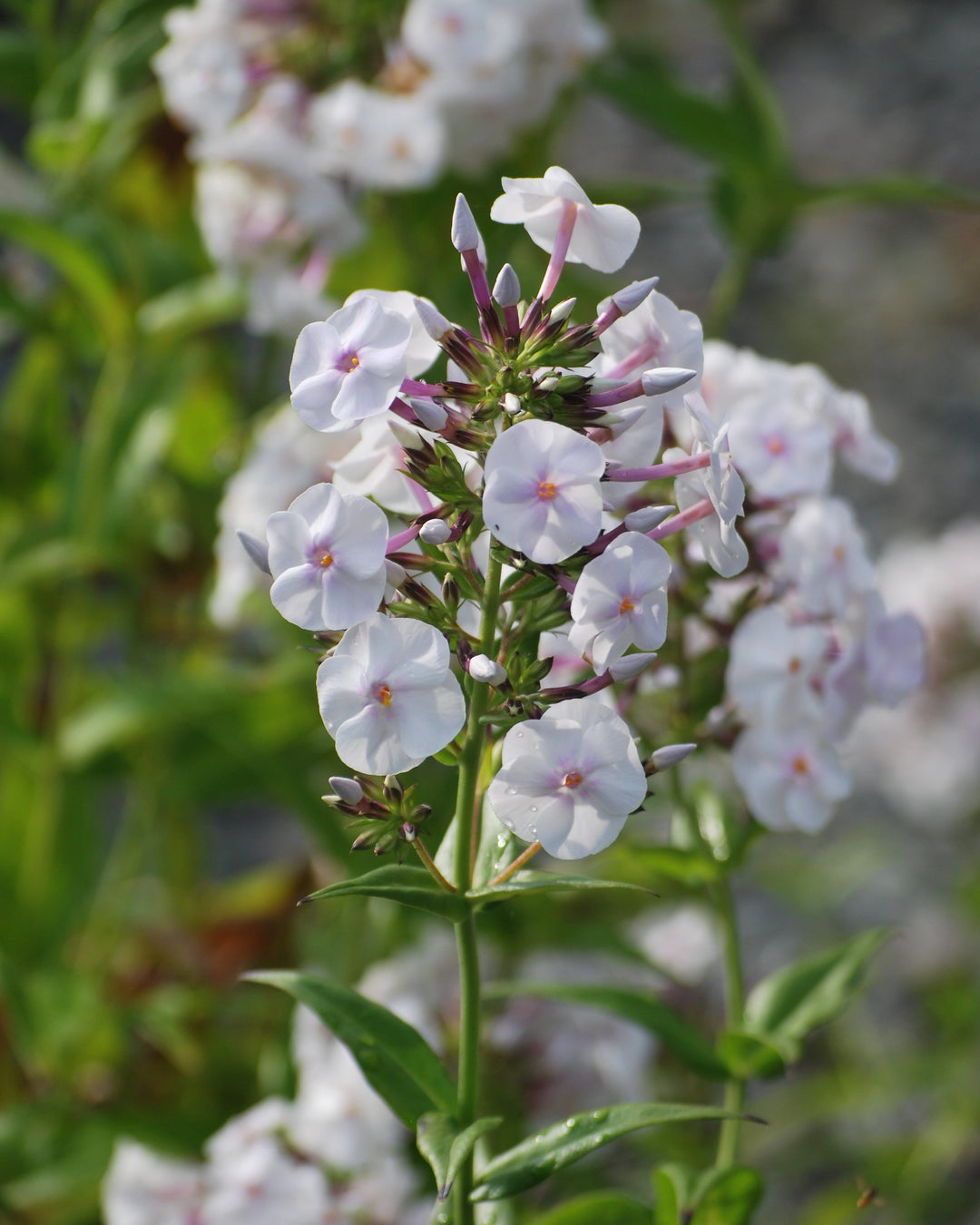 Phlox x Earlibeauty 'Daughter of Pearl' (Phlox)