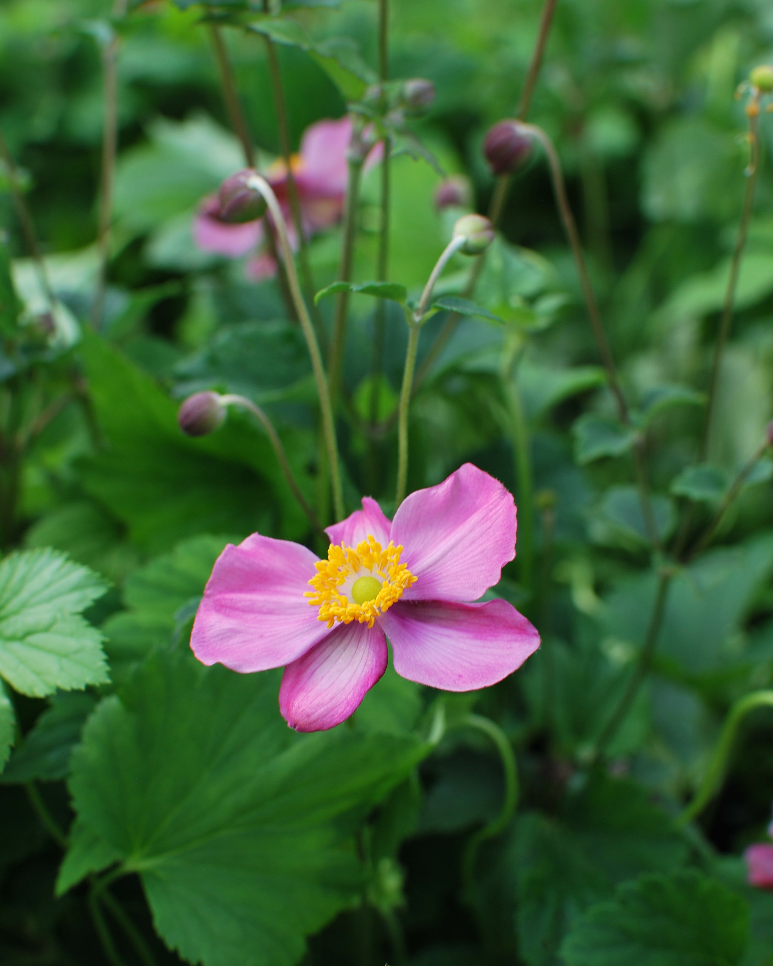 Anémone Anemone x hybrida 'Frilly Knickers', Japanese Anemone – Dancing