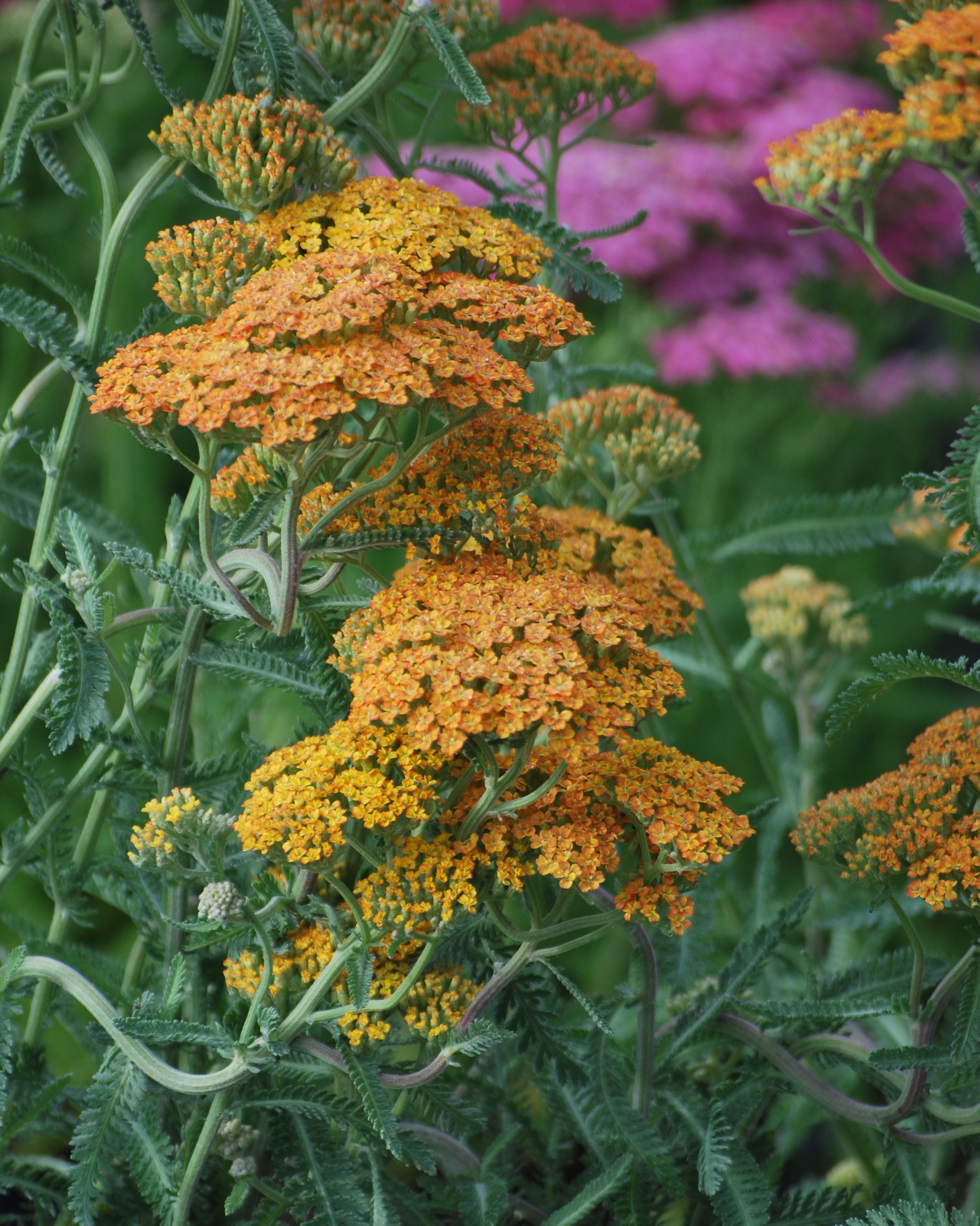ARABIA エステリ ボタニカ \"Achillea millefolium\" ARABIA エステリ ボタニカ 