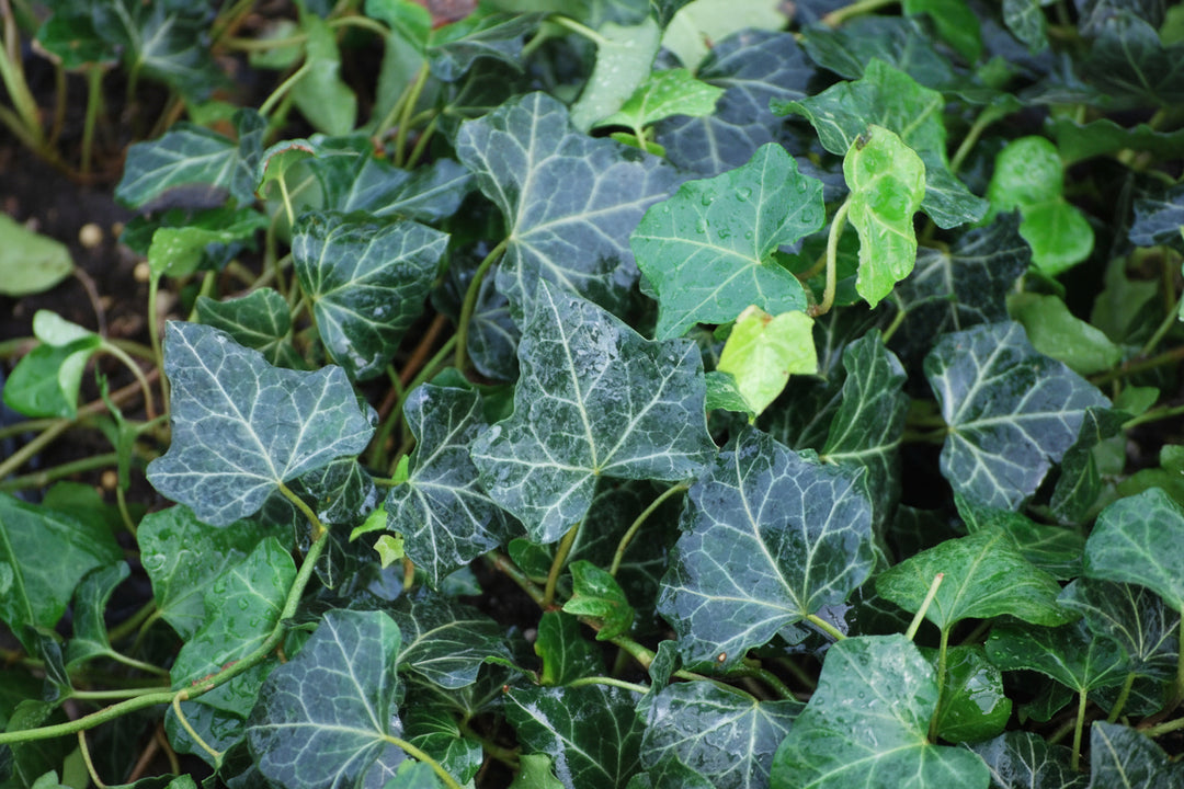 Hedera helix 'Baltica' (Baltic Ivy)